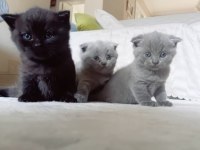 Scottish Fold Yavru Sahiplendirme