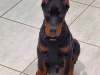 HASIM SİLEN DOBERMAN YAVRULARI