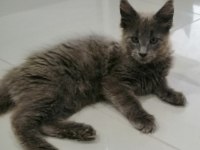 Minik Maine Coon Devler