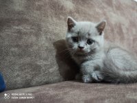 Ücretsiz sahiplendirme british shorthair
