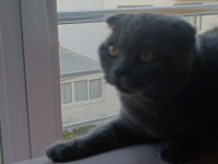 8 aylık uysal eğitimleri aşısı tam scottish fold