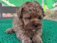 Kore kan toy poodle dişi bebek