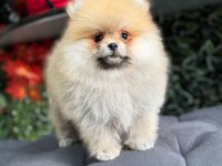 Üretim çiftliğinden orjinal pomeranian boo