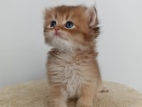 Yakışıklı british longhair yuvasını arıyor