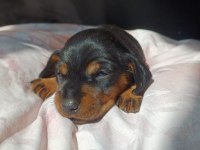 Dachshund sosis yavru