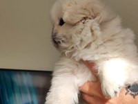 Pekinez yavru erkek köpeğimiz