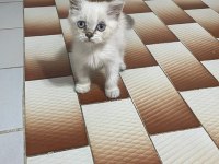british shorthair mama karşılığı verilcektir