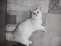 British shorthair 7 aylık dişi