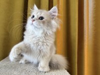 British longhair kedimiz paşa