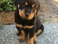 Afacan rottweiler bebekler kapıda ödeme mevcuttur