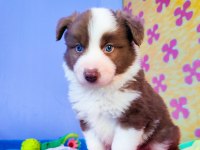 Orjinal border collie yavrularımız