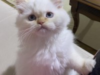 A kalite safkan Chinchilla kedim