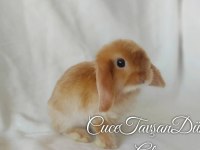 Cüce lop miniatur lop cüce tavşan çiftliği