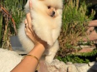 Mükemmel korekan teacup pomeranian boo