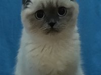 Kızımıza Erkek Safkan Scottish Fold Blue Point Arıyoruz