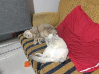 Uykucu kediler için yuva arıyoruz