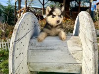 SHOW KALİTE HUSKY ARAYANLARA ÖZEL