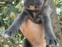 Asalet ve Güç Bir Arada Blue Cane Corso Yavruları
