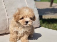 Maltipoo Yavruları Sağlık ve Irk Garantili