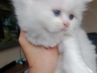 Muhteşem kalite scottish fold longhair ns1133