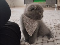 Acil yuva scottish fold kedimize