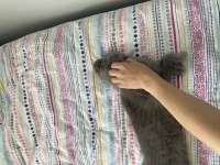 2 yaşında scottish fold