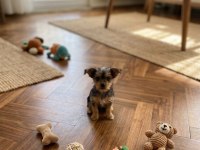 En küçük boy morkie