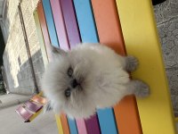 Top Kafa British Longhair Blue Point