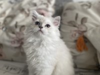 Dişi british longhair 4 aylık