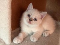 Teslime hazır uygun british shorthair bebekler