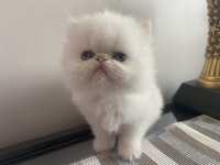 Son 2 adet iran kedisi yavrusu