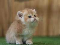 Safkan British Shorthair Golden NY12