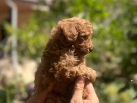Red Brown Toy Poodle