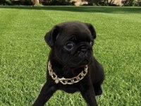 Dişi Pug Mops