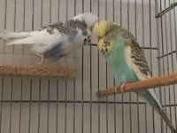 Show jumbo takım hazır muhabbet eşler yavru alındı