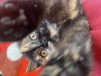 Tortoiseshell Kedimiz