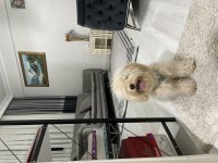 8 aylık maltipoo