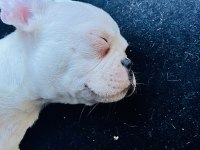 Bembeyaz Tatlı French Bulldog