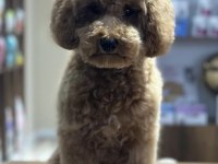 5.5 Aylık Toy Poodle