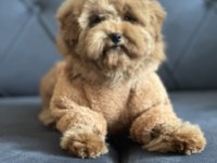 Dişi toy poodle yavru