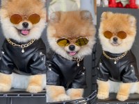Yavru pomeranian köpeğimiz