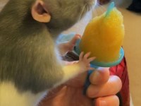 Rat - Dumbo Rat Yavrular Ve Malzemeleri Adrese Teslim Var