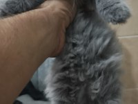 14 haziran doğumlu longhair scottish fold
