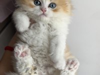 Blh ny1203 erkek british longhair kardeşler