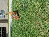 3 AYLIK AŞILARI TAM TUVALET EĞİTİMLİ DİŞİ KÖPEĞİMİZ