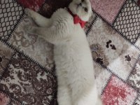 Kedimizi sahiplendirme
