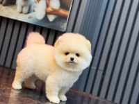 Pomeranian Boo Köpekleri