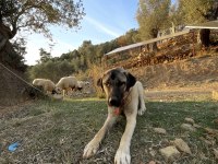 Köpeğimiz Fazlalıktan Dolayı
