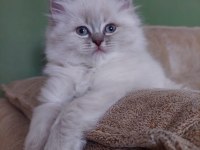 3 aylık erkek british longhair