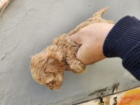 50 günlük maltipoo köpekler